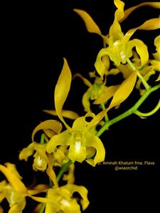 Dendrobium Aminah Khatum