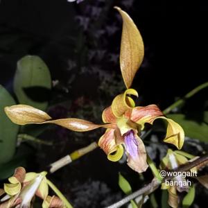 Dendrobium Aminah Khatum