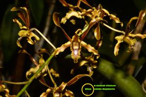 Dendrobium Aminah Khatum