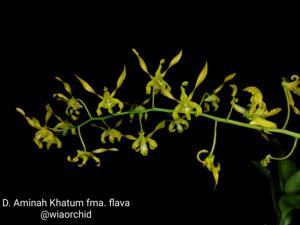 Dendrobium Aminah Khatum