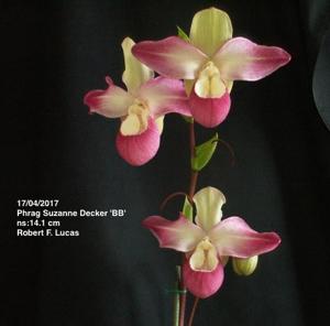 Phragmipedium Suzanne Decker