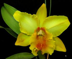 Rhyncholaeliocattleya Gisele