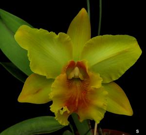 Rhyncholaeliocattleya Gisele