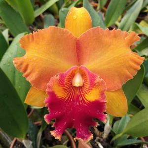 Rhyncholaeliocattleya Mirian Suzuki