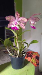 Cattleya Marie Haga Saab