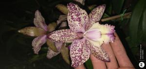 Cattleya Marie Haga Saab