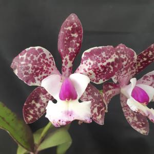 Cattleya Marie Haga Saab