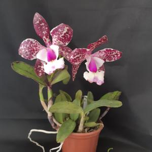 Cattleya Marie Haga Saab