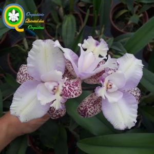 Cattleya Marie Haga Saab