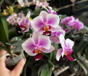Phalaenopsis Beautiful Darling