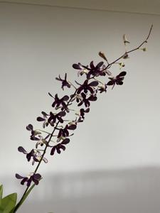 <i>Dendrobium</i> Diana Jane