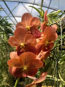 Vanda Bartholomew Martin Motes