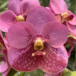 Vanda Bartholomew Martin Motes
