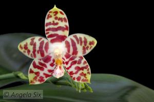 Phalaenopsis Brother Ambo Passion