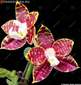 Phalaenopsis Brother Ambo Passion