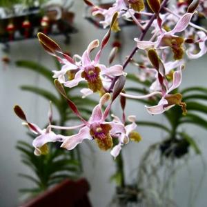 Dendrobium Lee Chak Kin