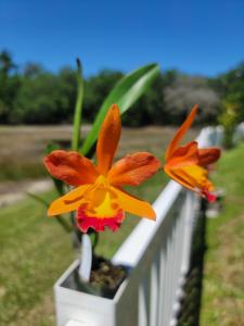 Cattlianthe Fire Gem