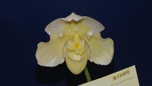 <i>Paphiopedilum</i> In-Charm Knight