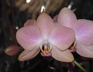 Phalaenopsis Chiada Francis