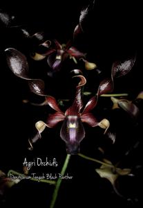 Dendrobium Tengah Black Panther