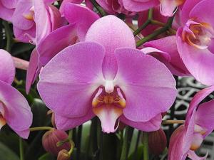 Phalaenopsis Jiuhbao Pink Lady