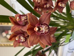 Cymbidium William Weaver