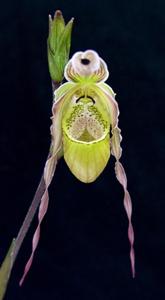 Phragmipedium La Vivace Epicure Phyllis D. Turner