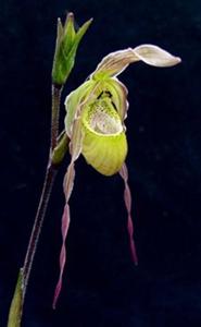 Phragmipedium La Vivace Epicure Phyllis D. Turner