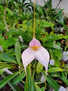 Masdevallia Bridie