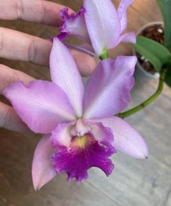 Cattleytonia Beverly's Blush