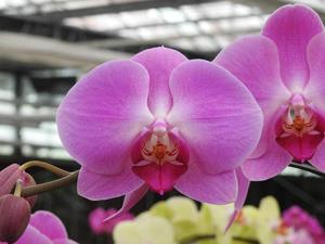 Phalaenopsis Jiuhbao Victoria