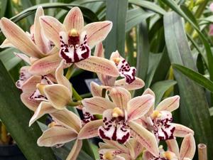 Cymbidium Pudona