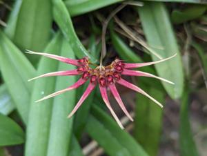 Bulbophyllum Meen Nora Fingers