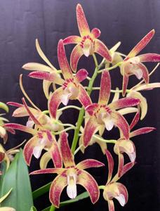 Dendrobium Eclipse