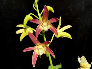 Dendrobium Eclipse