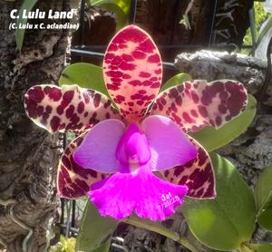 Cattleya Lulu Land