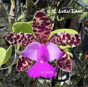 Cattleya Lulu Land