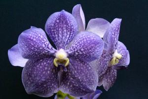 Vanda Gypsy's Rocket