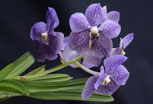 Vanda Gypsy's Rocket