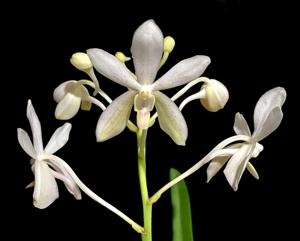 Vanda White Crane