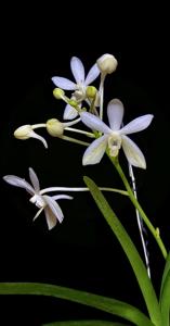 Vanda White Crane