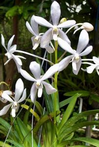 Vanda White Crane