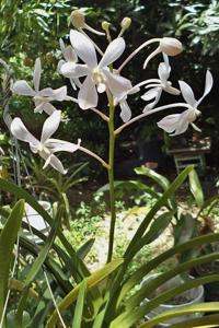 Vanda White Crane