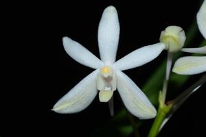 Vanda White Crane