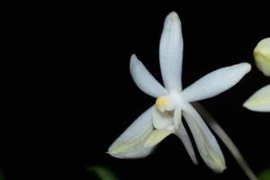 Vanda White Crane