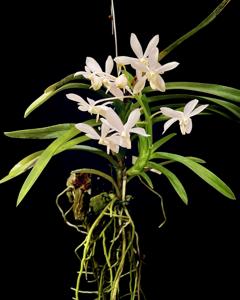 Vanda White Crane