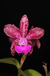 Cattleya Exotic's Plum Leopard