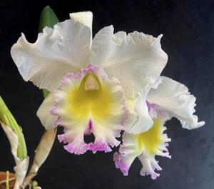 Rhyncholaeliocattleya Queen Elizabeth the Second