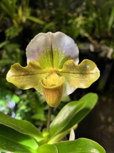 Paphiopedilum Baby Dan