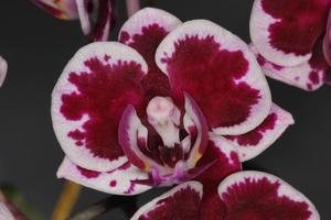 Phalaenopsis Formosa Cranberry